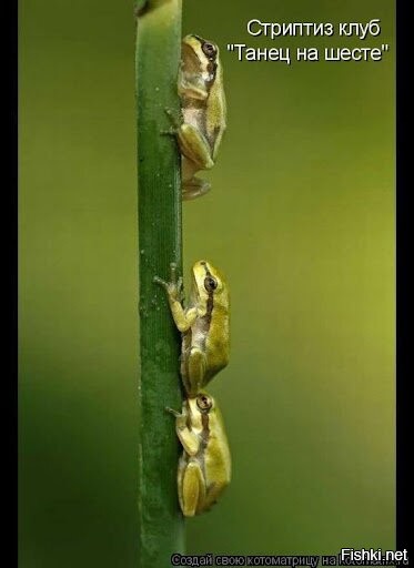 Филонит барышня с танцем на шесте