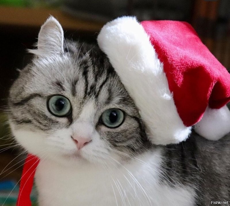 Солянка от 30.12.2021