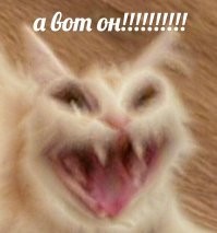 Австралия запретила кошкам гулять по улице