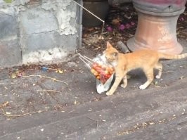 Я не гуляю. Я из магазина!