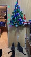Для кота - это не высота...