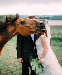 Лошадь тут фотогенична, выручила молодожёнов.