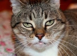 "Ты отдаёшь мне команды, но делаешь это без уважения."