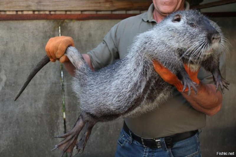 Однако, мелочь несусчественная. У меня на морде лица есть шрам от зубов нутрии, и что?
З.Ы. Это нутрия.