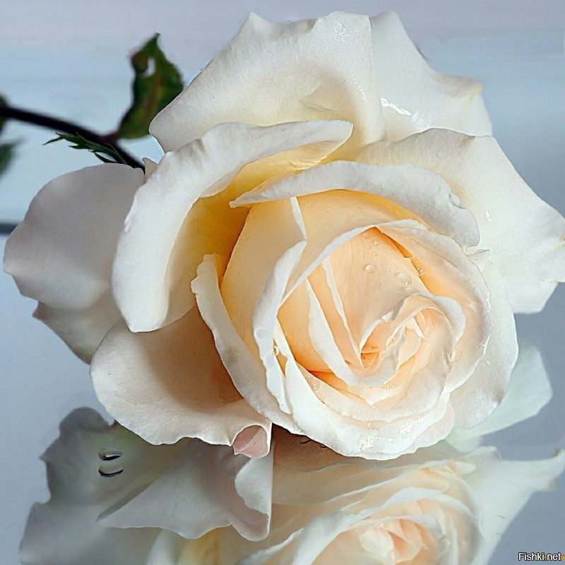 Солянка от 30.12.2021