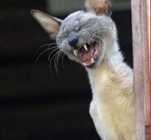 Танцуют все! Вот что крем "Долгит" с Дедом Морозом делает