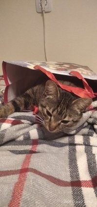 А ведь совсем недавно он говорил "Никакого кота в доме!"