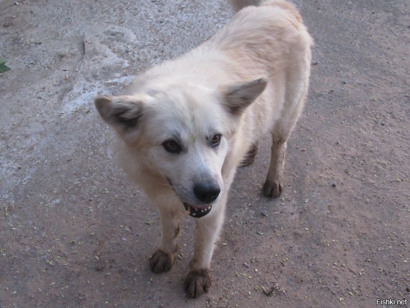 Греция, 2019. Не жруть.
