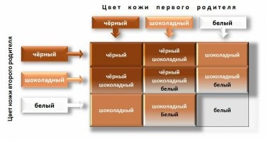 Дануна! Всё зависит от комбинации генов цвета кожи, если два рецессивных сойдутся - полюбому белый получится.