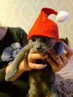 А ведь совсем недавно он говорил "Никакого кота в доме!"