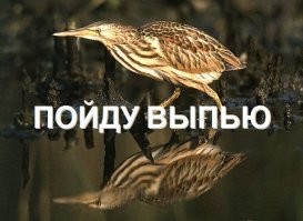 Удивительное рядом