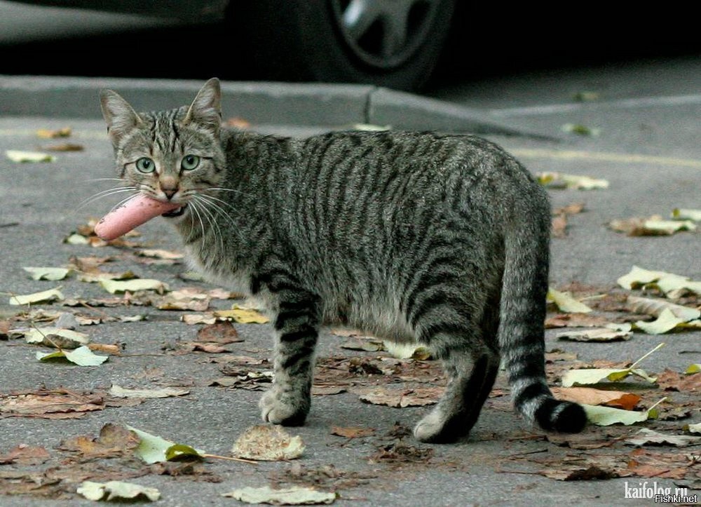 Кот с сосиской фото