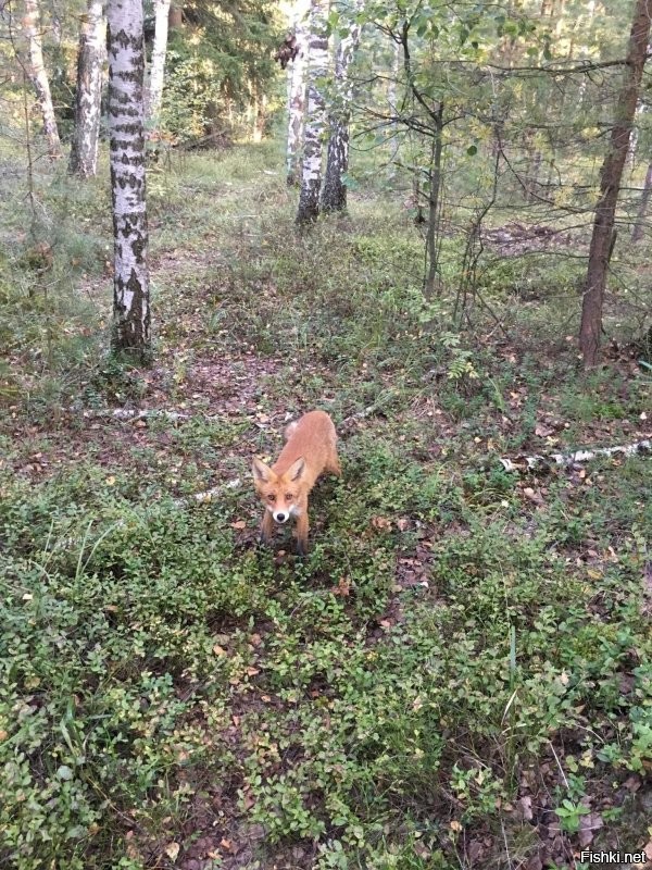 Это знаменитая уже Ли Сяо. У неё (или про неё) уже  целый канал на ютубе есть. Лиса умудряется жить бок о бок с двумя собаками. Как и положено хитрая рыжая морда.  Хозяин делает совершенно очаровательные ролики про хитрую лису.  И Советы даёт тем кто моды ради решит завести вместо чихуахуа экзотического питомца. 
А на фотке молодой лисёнок в лесу рядом с дачей обитает. Встретил 3 года назад когда за грибами пошёл. Общительная животинка, симпотишная. Минут 20 вокруг меня крутился и совсем не боялся меня.