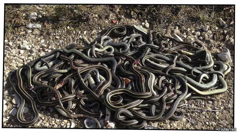 Солянка от 01.01.2022