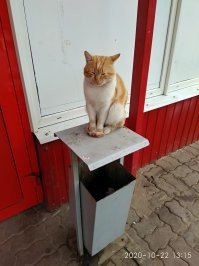 В Канаде коты "захватили" стоящую на земле спутниковую тарелку