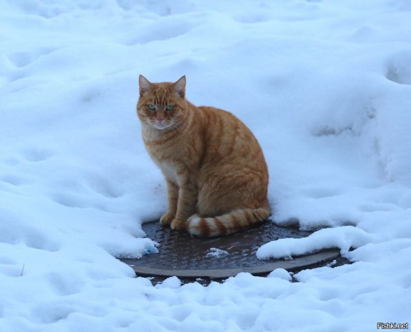 В Канаде коты "захватили" стоящую на земле спутниковую тарелку