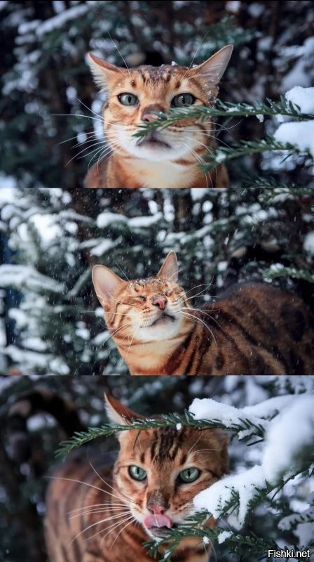 Солянка от 03.01.2022