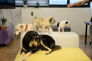У нас на работе таскать собак и кошек можно, штук 6-7 собак стабильно бегает, никому особо не мешает. На каждом этаже есть даже свой пуфик. Иногда приходят и на вечерние тренировки, если устраивает кто.