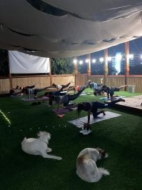 У нас на работе таскать собак и кошек можно, штук 6-7 собак стабильно бегает, никому особо не мешает. На каждом этаже есть даже свой пуфик. Иногда приходят и на вечерние тренировки, если устраивает кто.