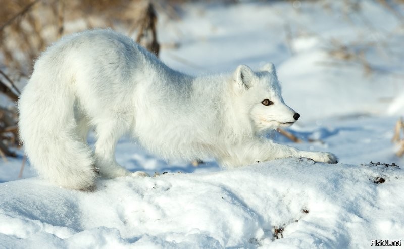 или полярная лисица.