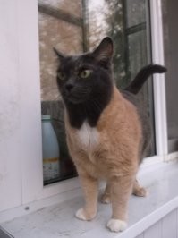 Кисява симпатичная, как и все кошки (кроме лысых). А вот еще коша, которой голову и попу пришили от другой!