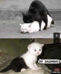 Кошка-химера с двумя "лицами" стала звездой интернета