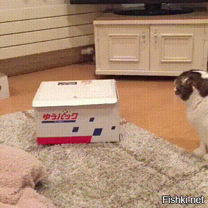 Интересно, кто-нибудь, когда-нибудь разгадает этот кошачий секрет? Ну почему картонная коробка?!!!