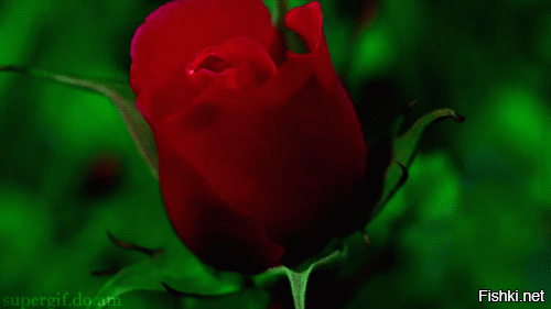 Вчера на вечную стоянку в качестве памятника был поставлен последний Як-42Д