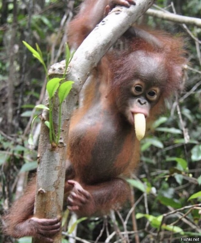 Солянка от 04.01.2022