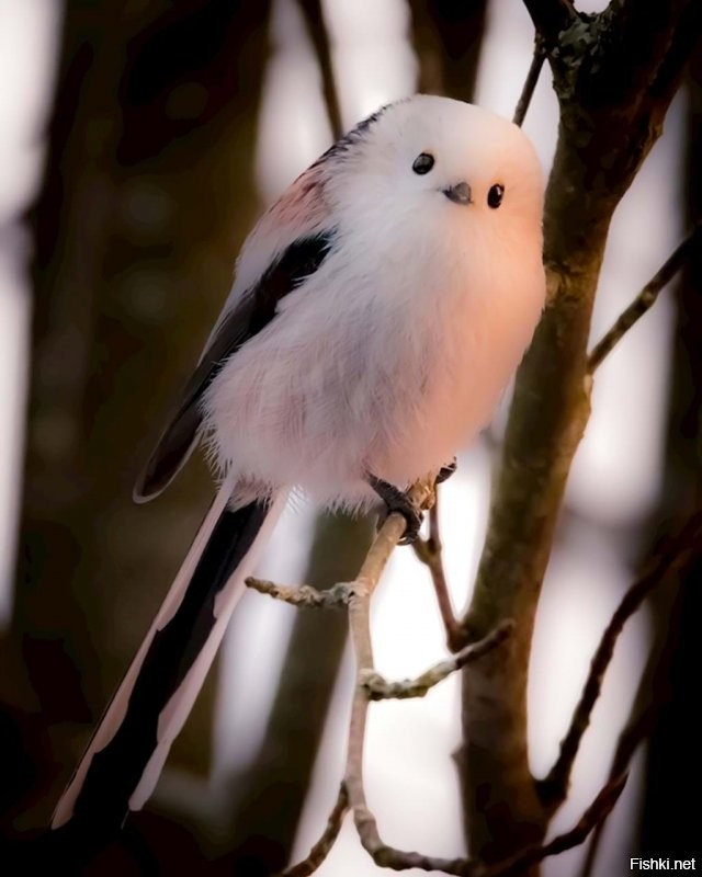 Фотограф Jukka Risikko