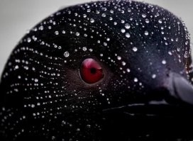 перья любой птицы покрыты водоотталкивающим слоем