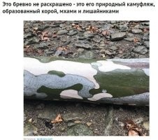 Где тут мох?

У некоторых деревьев кора в зависимости от возраста бывает разного цвета/оттенка. Когда дерево растёт, кора отслаивается, в итоге мы можем видеть слои коры разного возраста с разным оттенком/окраской.
