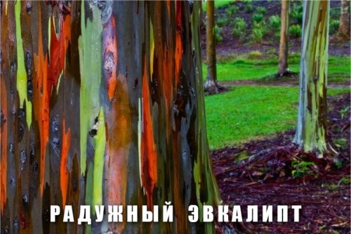 Где тут мох?

У некоторых деревьев кора в зависимости от возраста бывает разного цвета/оттенка. Когда дерево растёт, кора отслаивается, в итоге мы можем видеть слои коры разного возраста с разным оттенком/окраской.