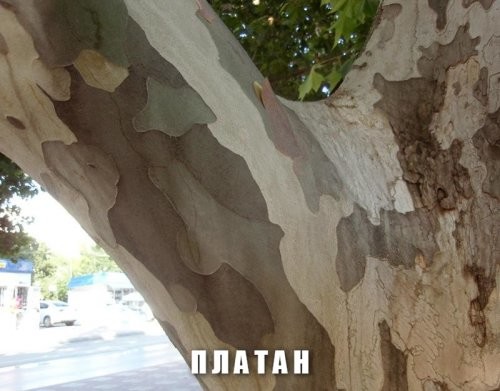 Где тут мох?

У некоторых деревьев кора в зависимости от возраста бывает разного цвета/оттенка. Когда дерево растёт, кора отслаивается, в итоге мы можем видеть слои коры разного возраста с разным оттенком/окраской.