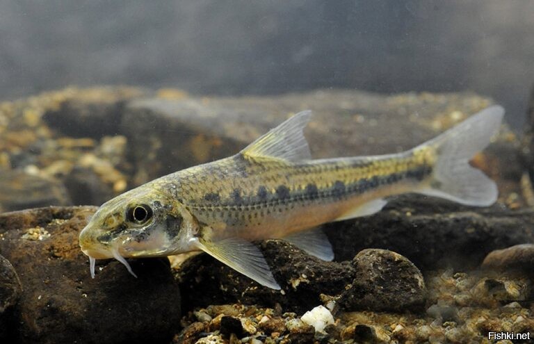 под леопёрда... почти...