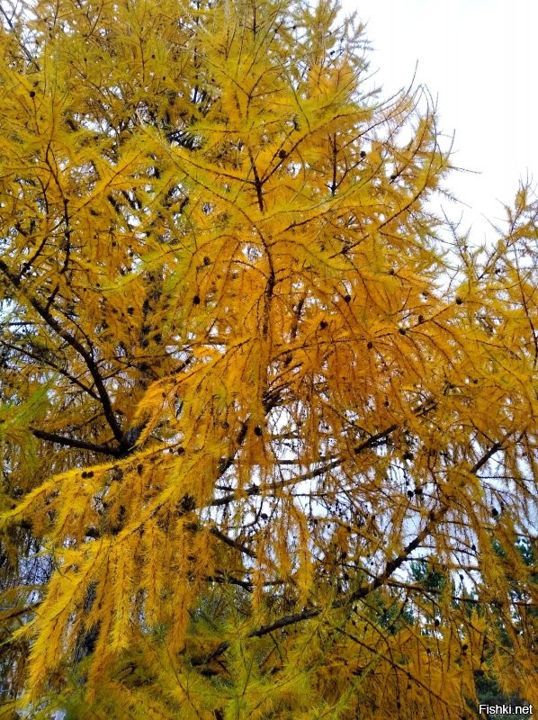 а мы нет, вроде... манговые заросли в Сибири не наблюдаются почти, а вот лиственницы колосятся вовсю...