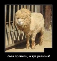 Новый год и кот. Чудеса случаются