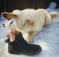 Не, хозяин, никого не было.