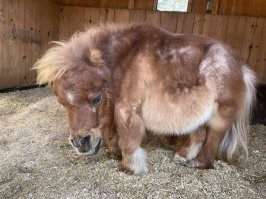 The Humpbacked Horse