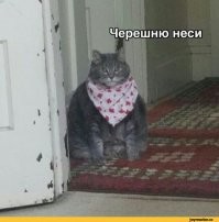 Кот не виноват, что хозяева его так раскормили. Хорошо, что в нём  ещё сильные инстинкты охотника и хищника. Надеюсь хозяева голову включат и посадят это облачко на диету. Иначе, проживёт он куда меньше чем мог бы. Нагрузка на сердечную систему, и другие внутренние органы, плачевно скажется.
В природе то кот должен много перемещаться, быть резким и быстрым, чтоб поймать птичку или мышь. А тут, по ходу, квартира - особо не по тыгыдынкаешь, так ещё и кормят как на убой. Ну куда  это годиться?