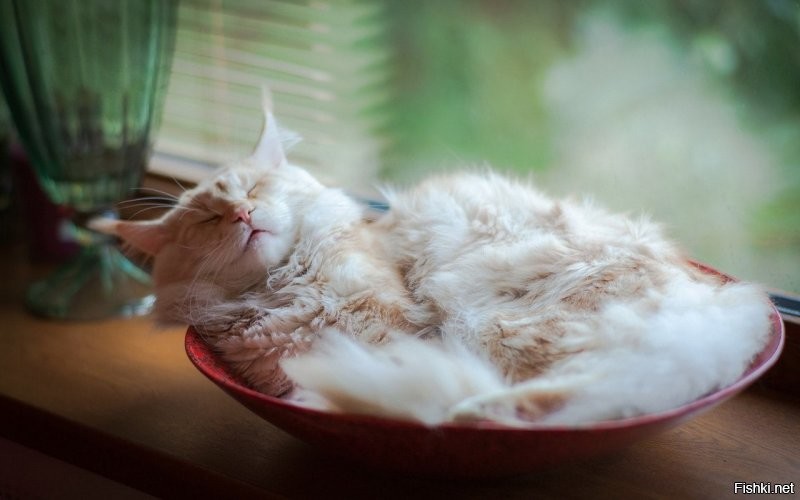 Говорят, Вичку уже видели с казаном бешбармака 