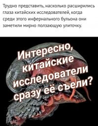 Улитка-терминатор: ученые расшифровали геном моллюска, который почти полностью состоит из железа