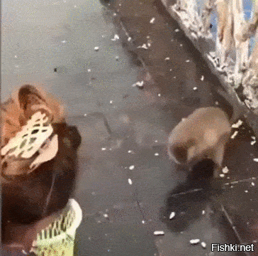 Солянка от 06.01.2022