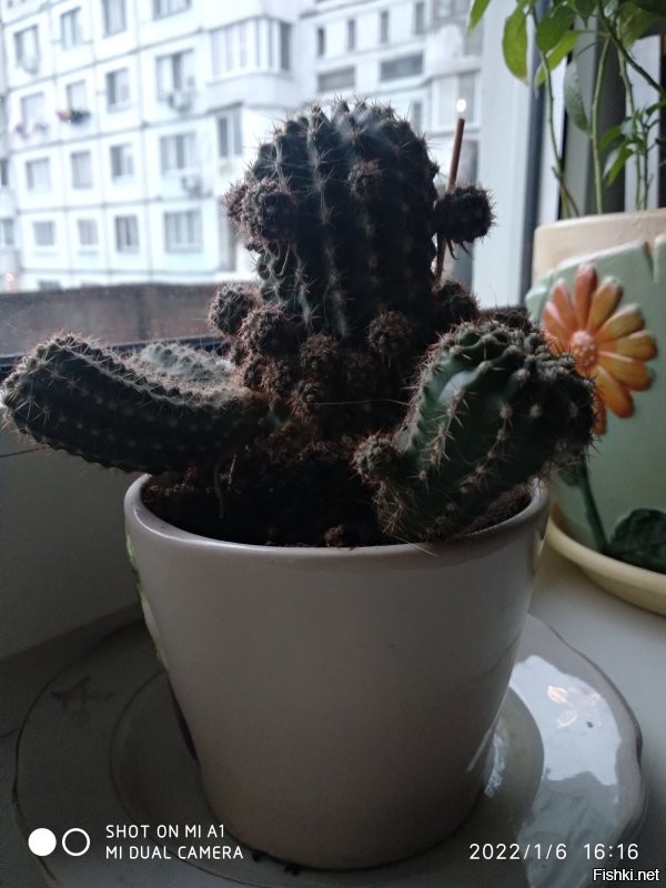 А у меня кактус есть дружелюбный :)