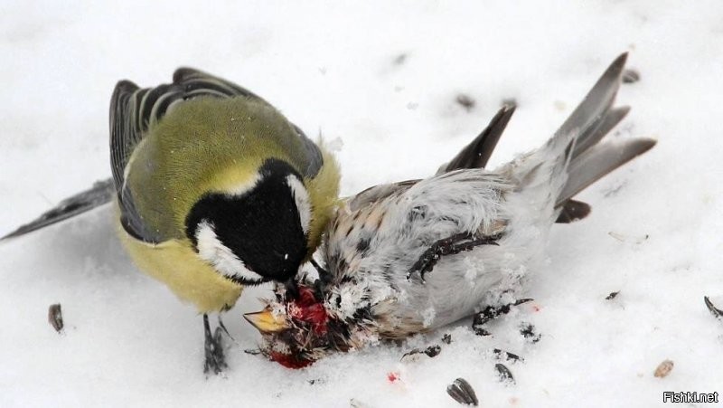 Боюсь тебя расстроить.....
