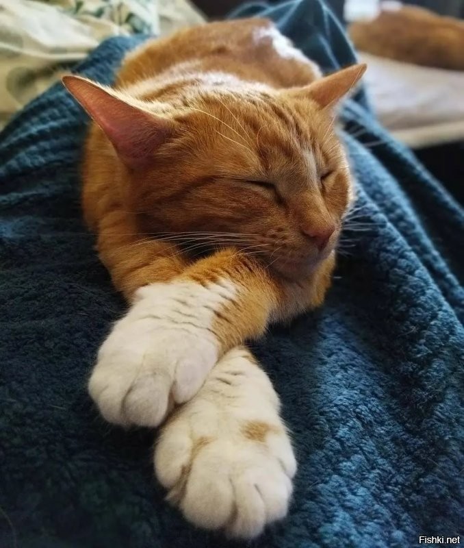 Красивые лапки.