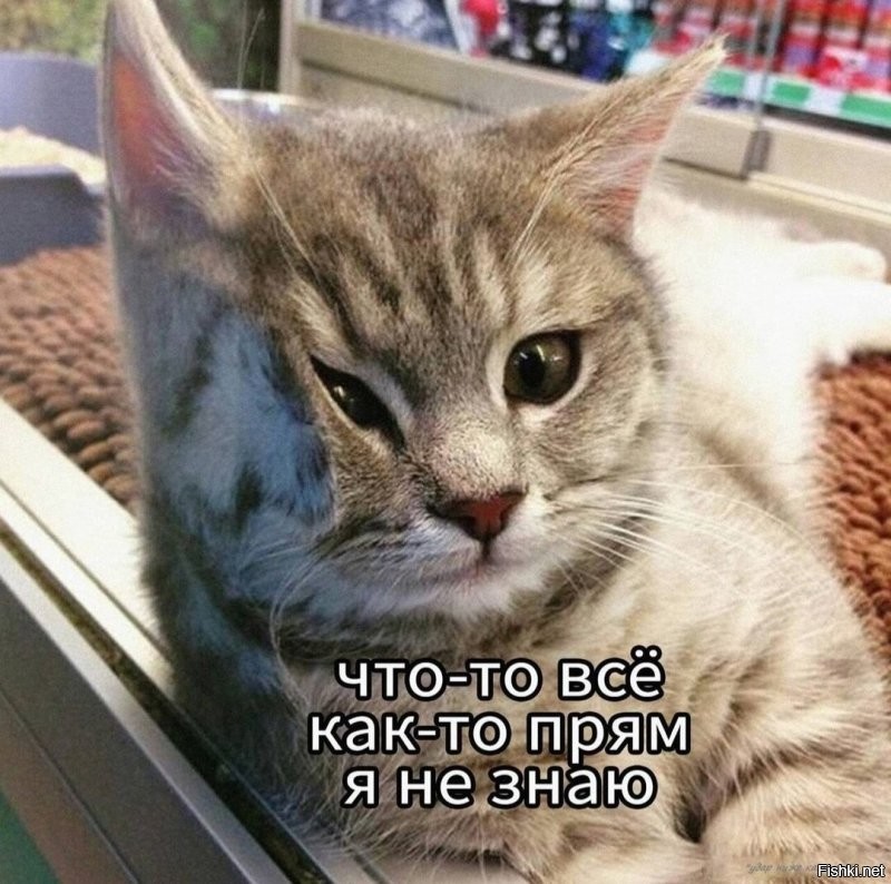 Милого котика Вам 