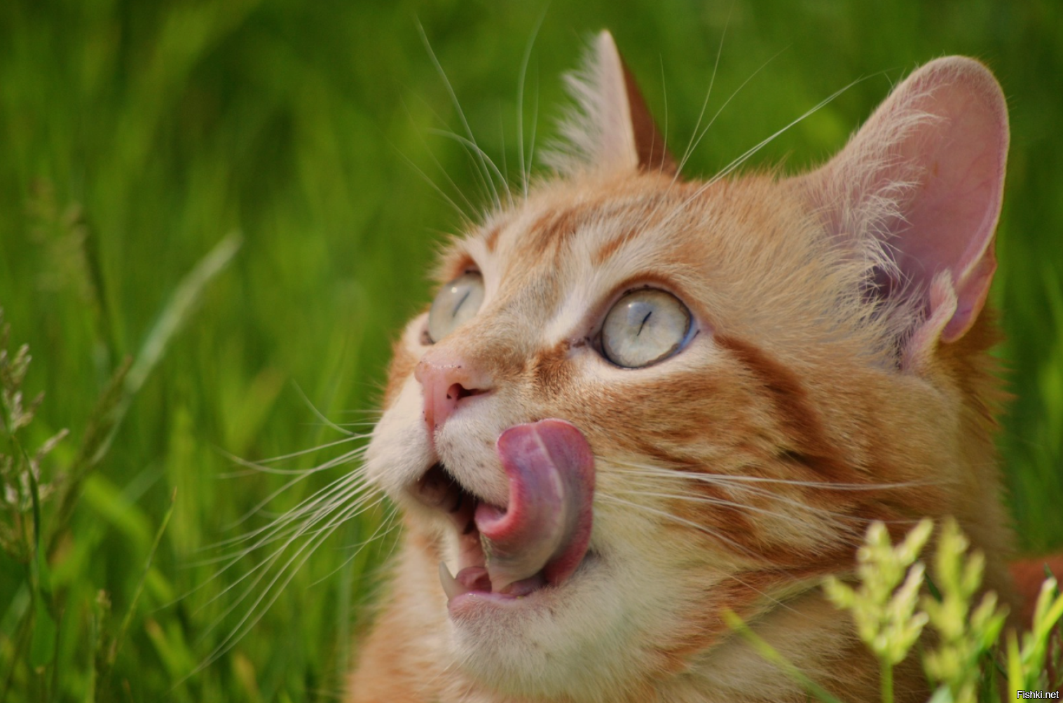 Солянка от 07.01.2022