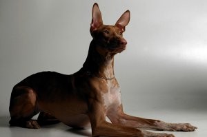 Особенно уши у Анубиса прям шакальи... Хоть есть и ближе вариант...