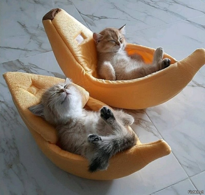 Доброе утро